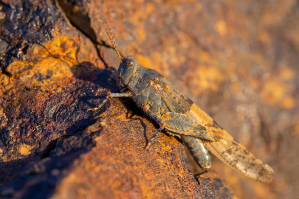 istock blue-winged grasshopper, Oedipoda caerulescens 1058085294