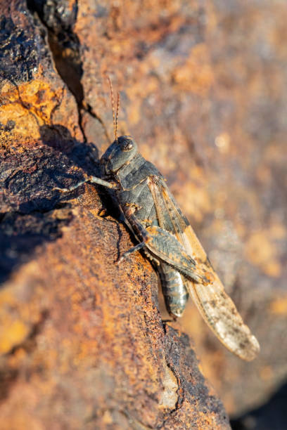 istock blue-winged grasshopper, Oedipoda caerulescens 1058085348