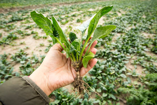 Green Spinach farming field in Turkey / Izmir