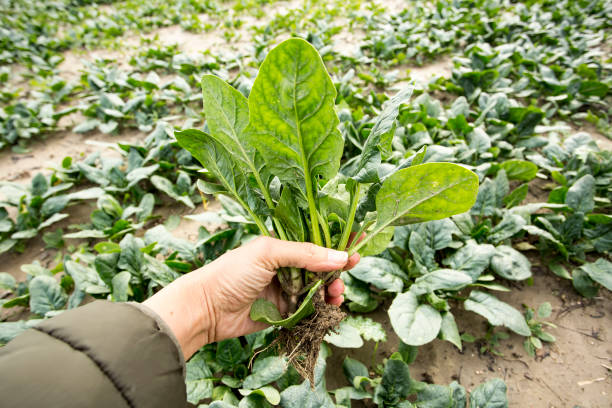 istock Green Spinach farming field in Turkey / Izmir 1058090932