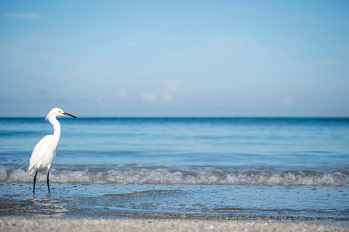 florida bird