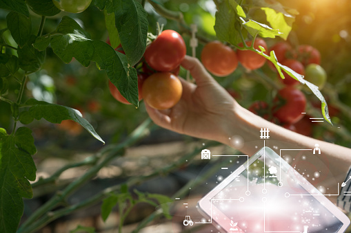 Woman harvesting tomatoes in greenhouse using digital tablet