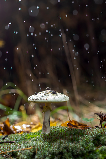 Amanita Phalloides fungus, poisonous subject in wild mountain on a rainy day