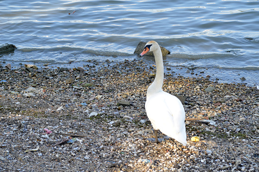 Swan standing on the dock