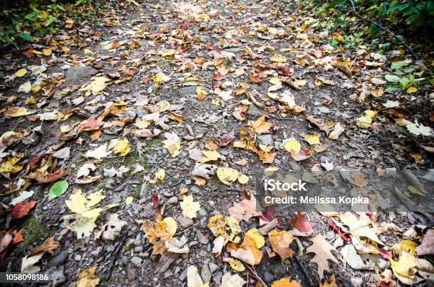 Colorful Fall Leaves On A Trail In Banning State Park In Sandstone County Minnesota Stock Photo - Download Image Now