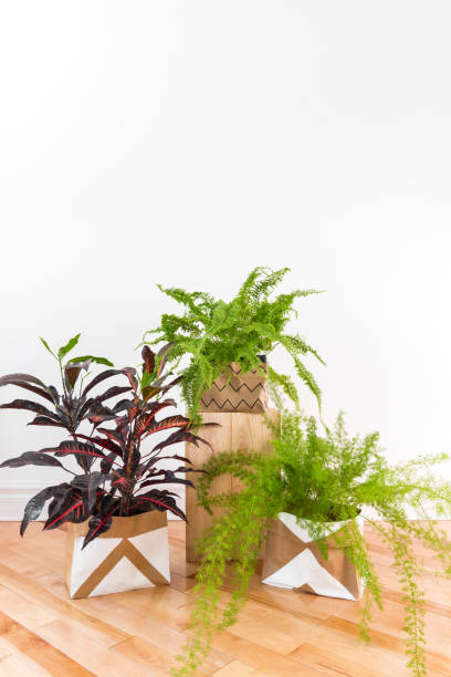 istock Beautiful green plants in a room with white wall 1058099870