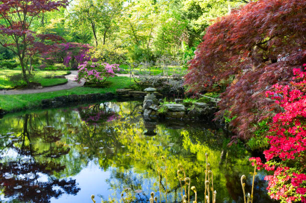 istock japanese garden in The Hague 1058100086