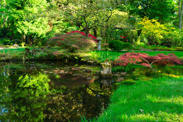 istock japanese garden in The Hague 1058100090