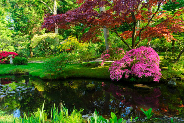 istock japanese garden in The Hague 1058100102
