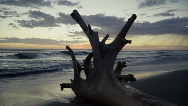 Tree trunk on a sandy beach with big dramatic waves in the background. Sunset scene.