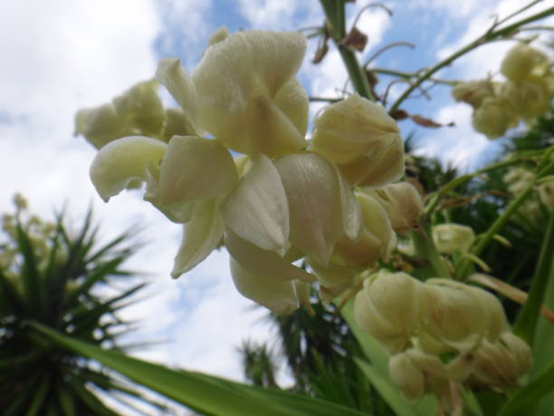 istock Branches of the yucca plant 1058100612