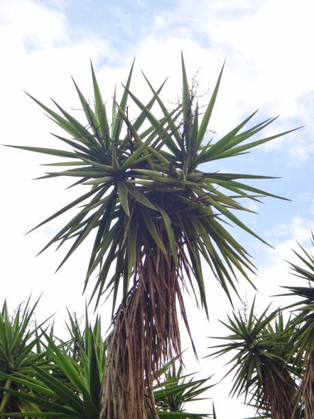 Branches of the yucca plant
