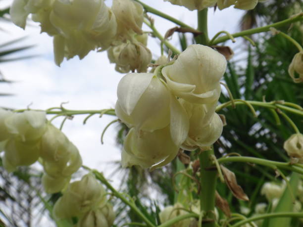 istock Branches of the yucca plant 1058100760
