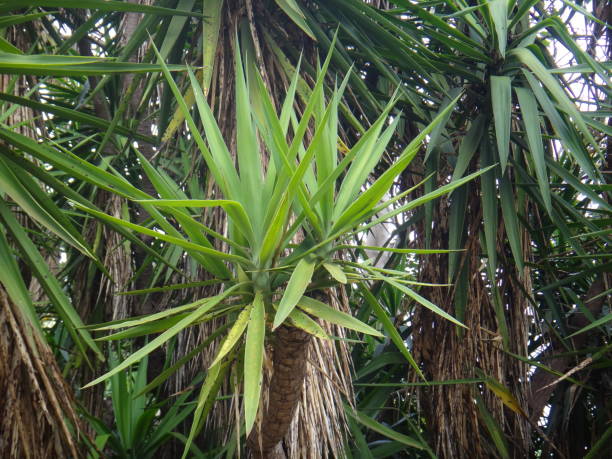 Branches of the yucca plant