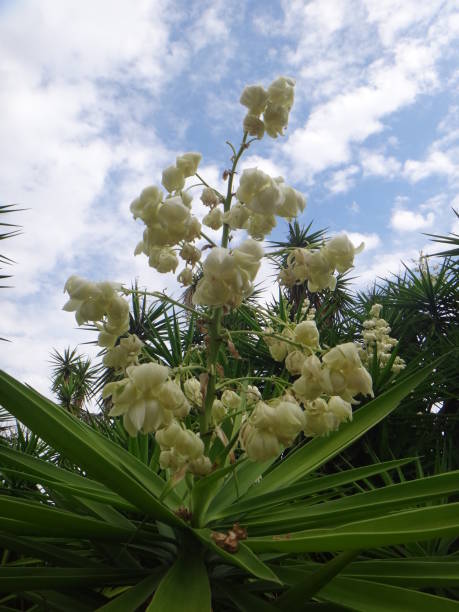 istock Branches of the yucca plant 1058102026