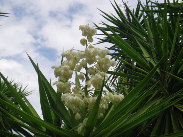 Branches of the yucca plant