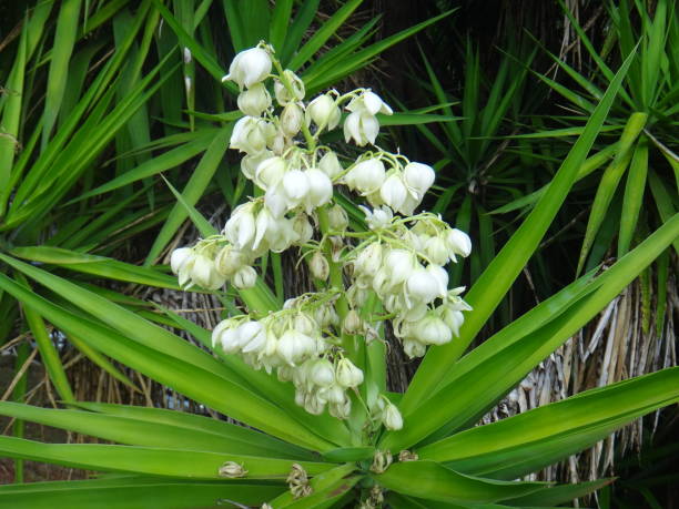 Branches of the yucca plant