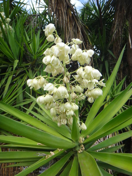 istock Branches of the yucca plant 1058102380