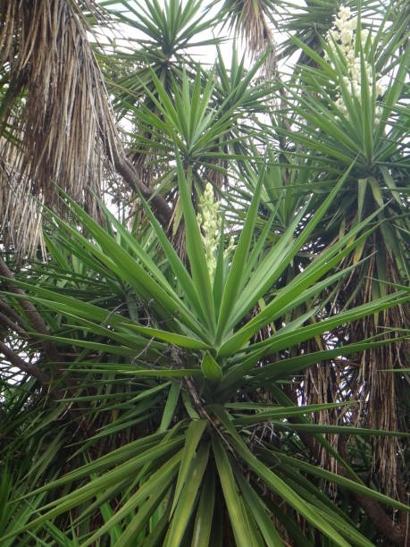 Branches of the yucca plant
