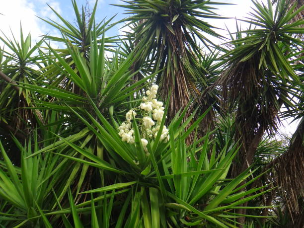 istock Branches of the yucca plant 1058102526