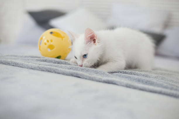 istock Cute playful white kitten with heterochromia posing in bedroom 1058102950
