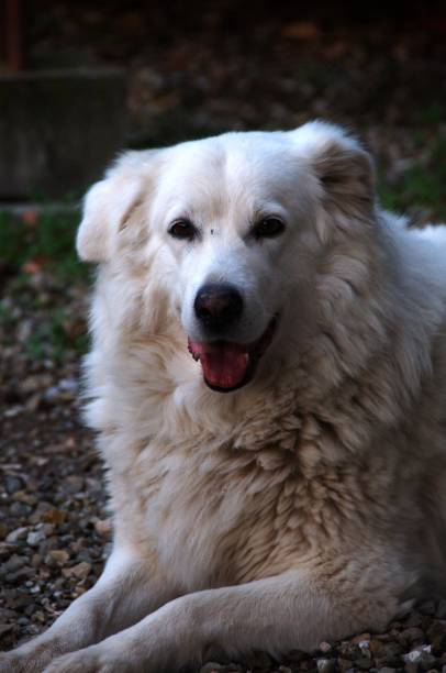 istock Tuscan dog portrait 1058103222