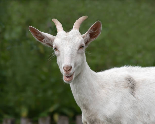 chèvre sur l’alpage - goat willow photos et images de collection