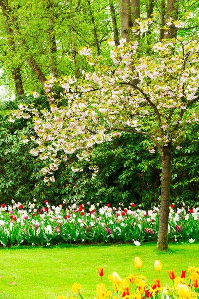 jardín de primavera formal - field tulip flower tree fotografías e imágenes de stock