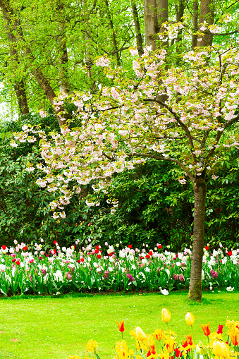 Colourful Blooming sacura cherry tree and flowerbed in an Formal Garden