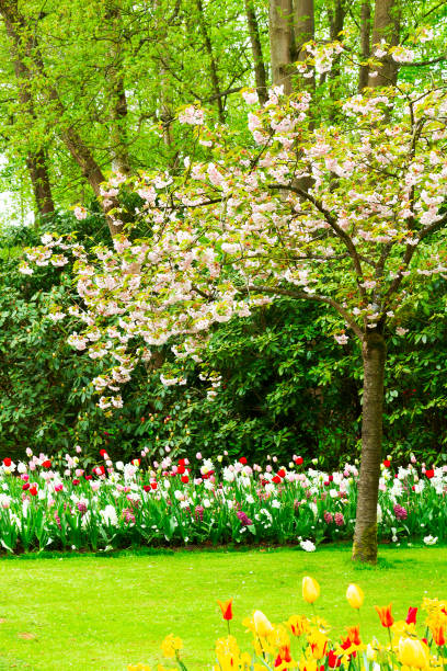 Formal spring garden Colourful Blooming sacura cherry tree and flowerbed in an Formal Garden grape hyacinth photos stock pictures, royalty-free photos & images