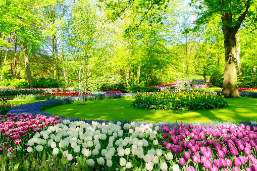 fresh spring lawn with blooming pink and white spring tulips flowers
