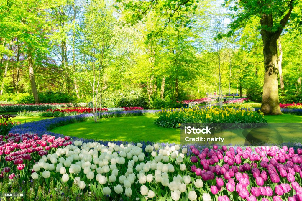 fresh lawn with flowers fresh spring lawn with blooming pink and white spring tulips flowers Yard - Grounds Stock Photo