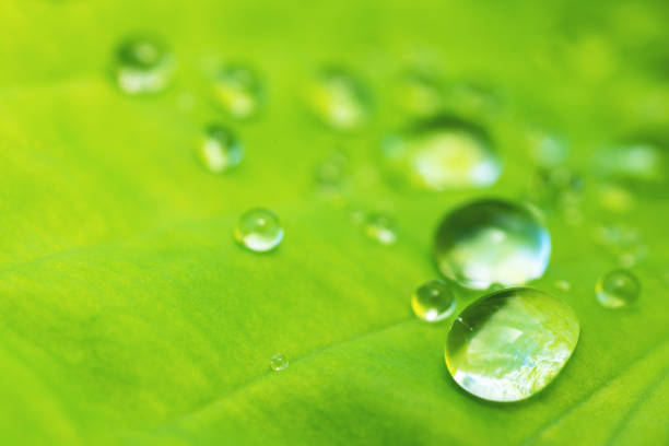 istock Water droplet leaf close-up 1058105744