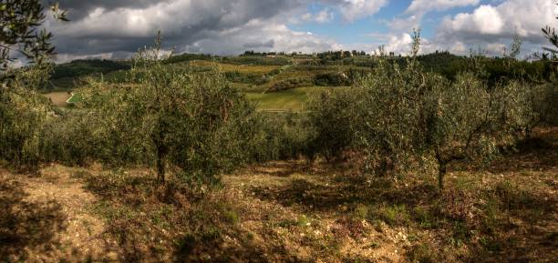 istock Olive grove in Montespertoli 1058108846