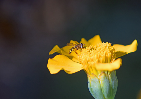 bee collecting pollen on a marigold flower