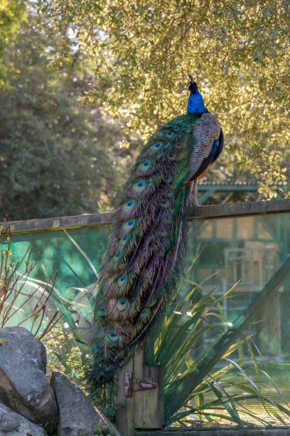 istock Peacock sitting on a wooden fence 1058112720