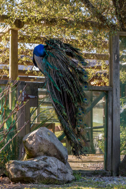 istock Peacock sitting on a wooden fence 1058112742