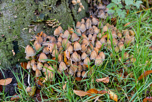 Fungi in Savernake Forest Wiltshire England - United Kingdom