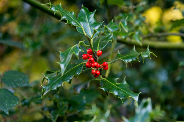 istock Holly Berries in Autumn - Savernake Forest 1058117536
