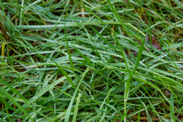 A close up photograph of raindrops or dew on fresh green blades of grass.