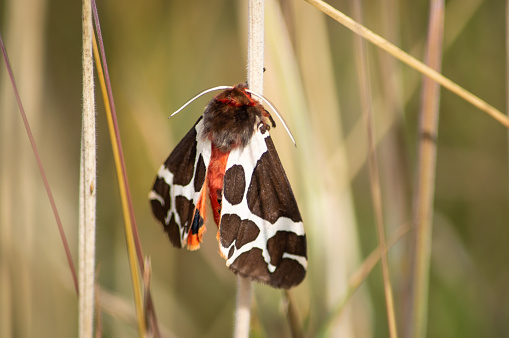 The colourful moth out in the daytime resting on grass stalks