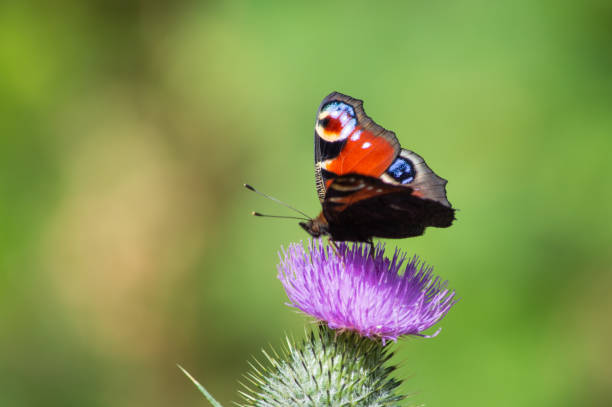 A Peacock Butterfly resting on a thistle head