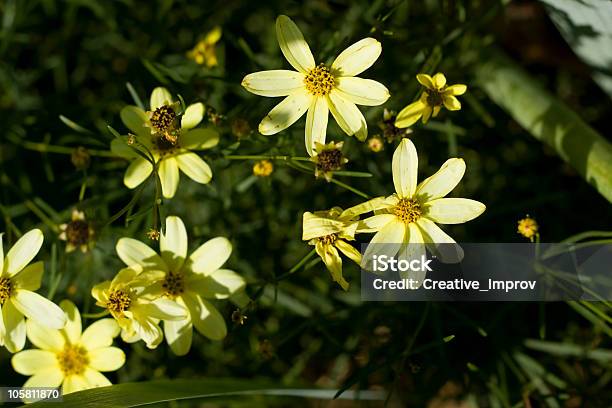 As Margaridas Amarelo - Fotografias de stock e mais imagens de Amarelo - Amarelo, Ao Ar Livre, Beleza natural