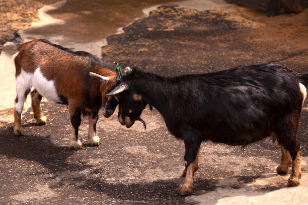 Isla Puná, Guayas, Ecuador - August 12, 2011: Ecuadorian farmer arranging a group of goats within a small boat, participating in a traditional town ritual that highlights local customs and addresses issues of poverty in the community