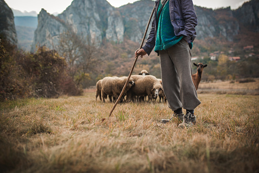 The shepherd tending the sheep in the mountain village