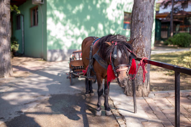 Horse portrait animal