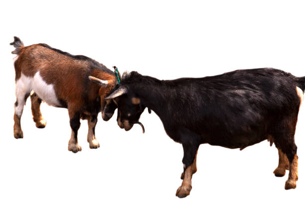 young goats fighting with their heads at an animal farm