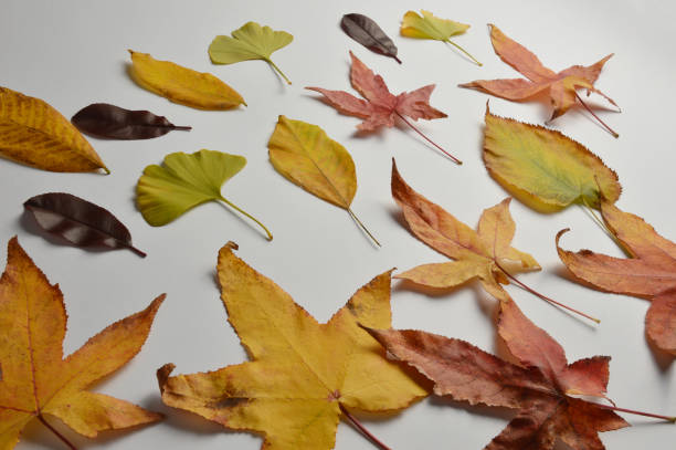 istock Set of leaves on white background 1058122608