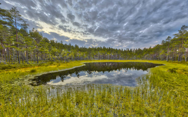 hokensas 自然保護区での泥炭湿原の森林沼地 - vastergotland ストックフォトと画像