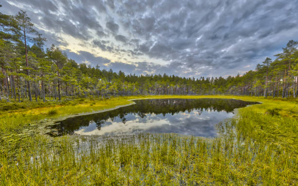 istock Forest fen in peat moor at Hokensas Nature reserve 1058123748